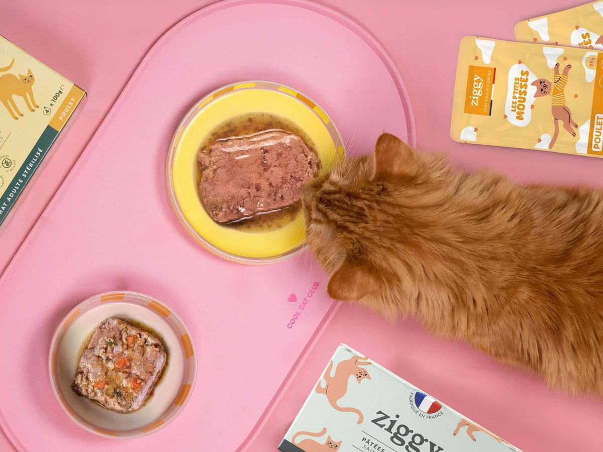 Alimentation humide Ziggy pour chat : un chat mange dans sa gamelle, vue du dessus, entouré de mousses et de pâtées