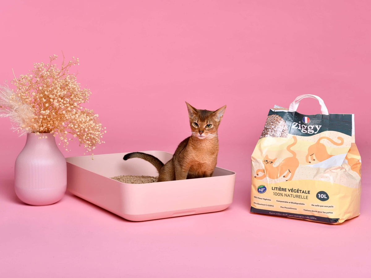 Chaton qui fait ses besoins dans la litière végétale pour chat Ziggy