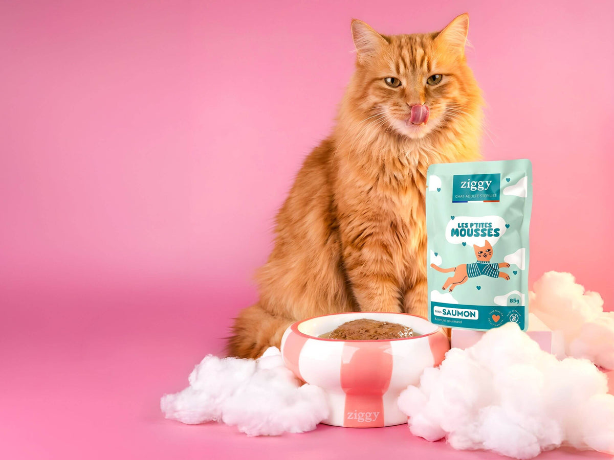 Mousses Ziggy pour chat adulte stérilisé : un chat roux assis derrière un sachet au saumon et sa gamelle