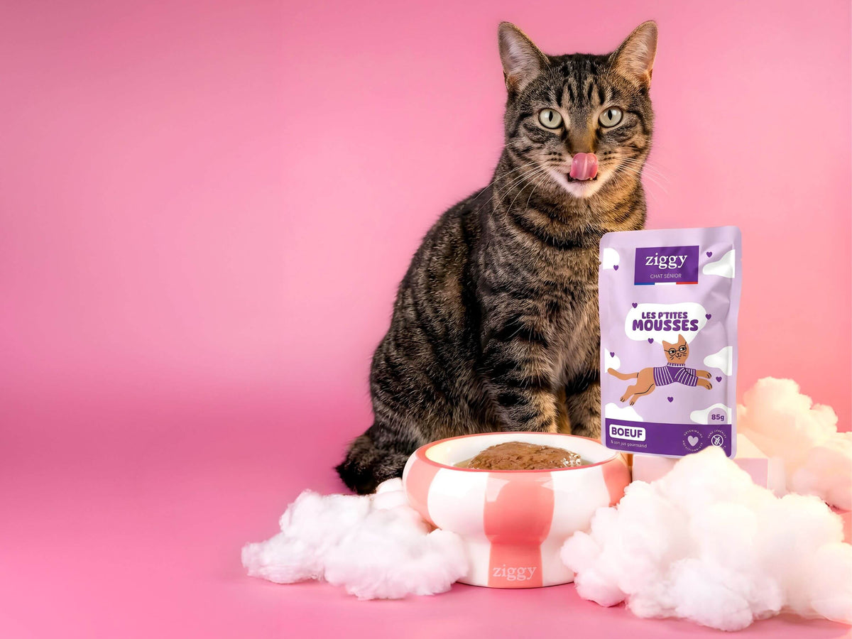 Mousses Ziggy pour chat senior : un chat tigré assis devant un sachet au bœuf et une gamelle