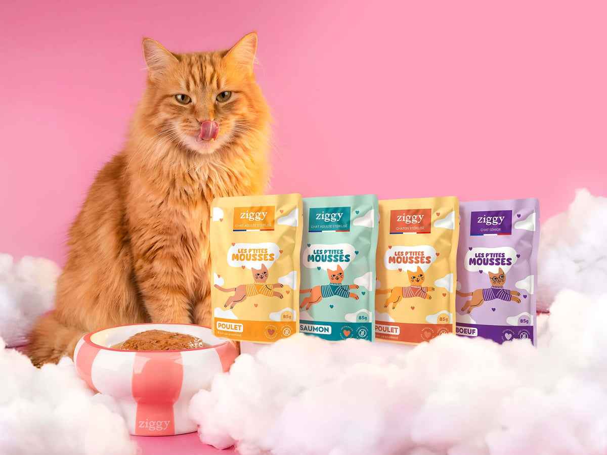 Collection de mousses Ziggy pour chat : un chat roux posant derrière les quatre sachets de la gamme