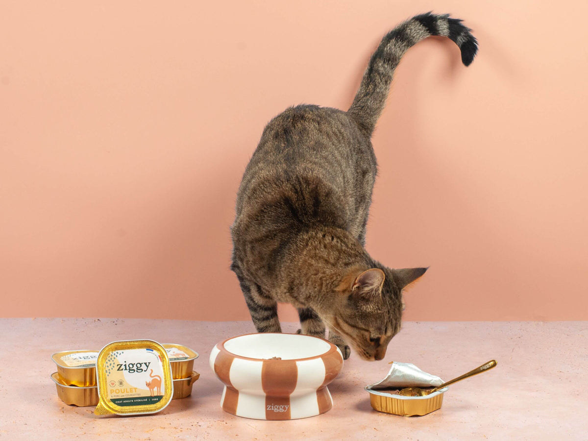 Chat adulte stérilisé tigré qui sent la pâtée pour chat adulte stérilisé Ziggy au poulet