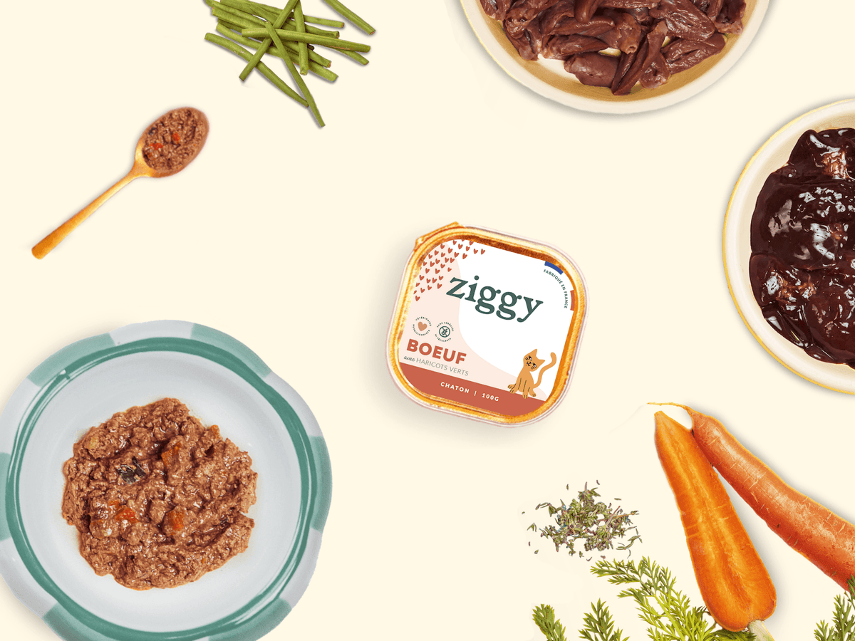 Composition des pâtées pour chaton au boeuf Ziggy