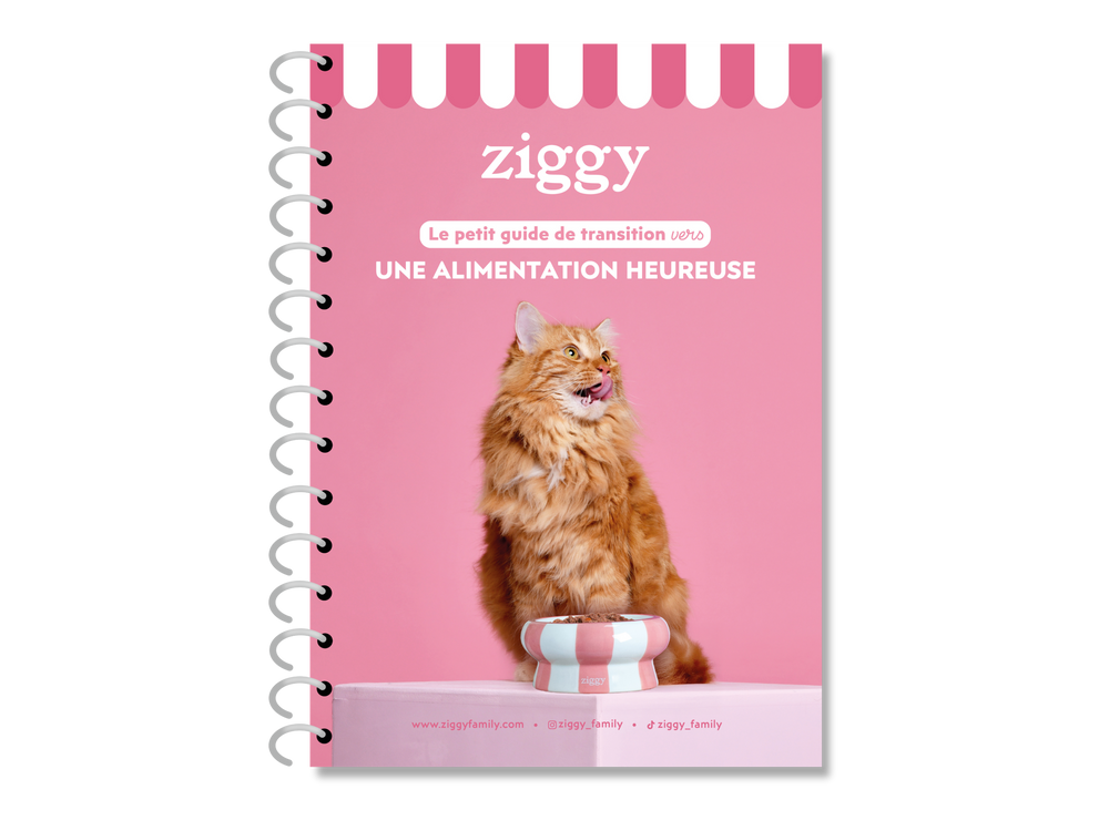 Guide sur la transition alimentaire chez le chat 
