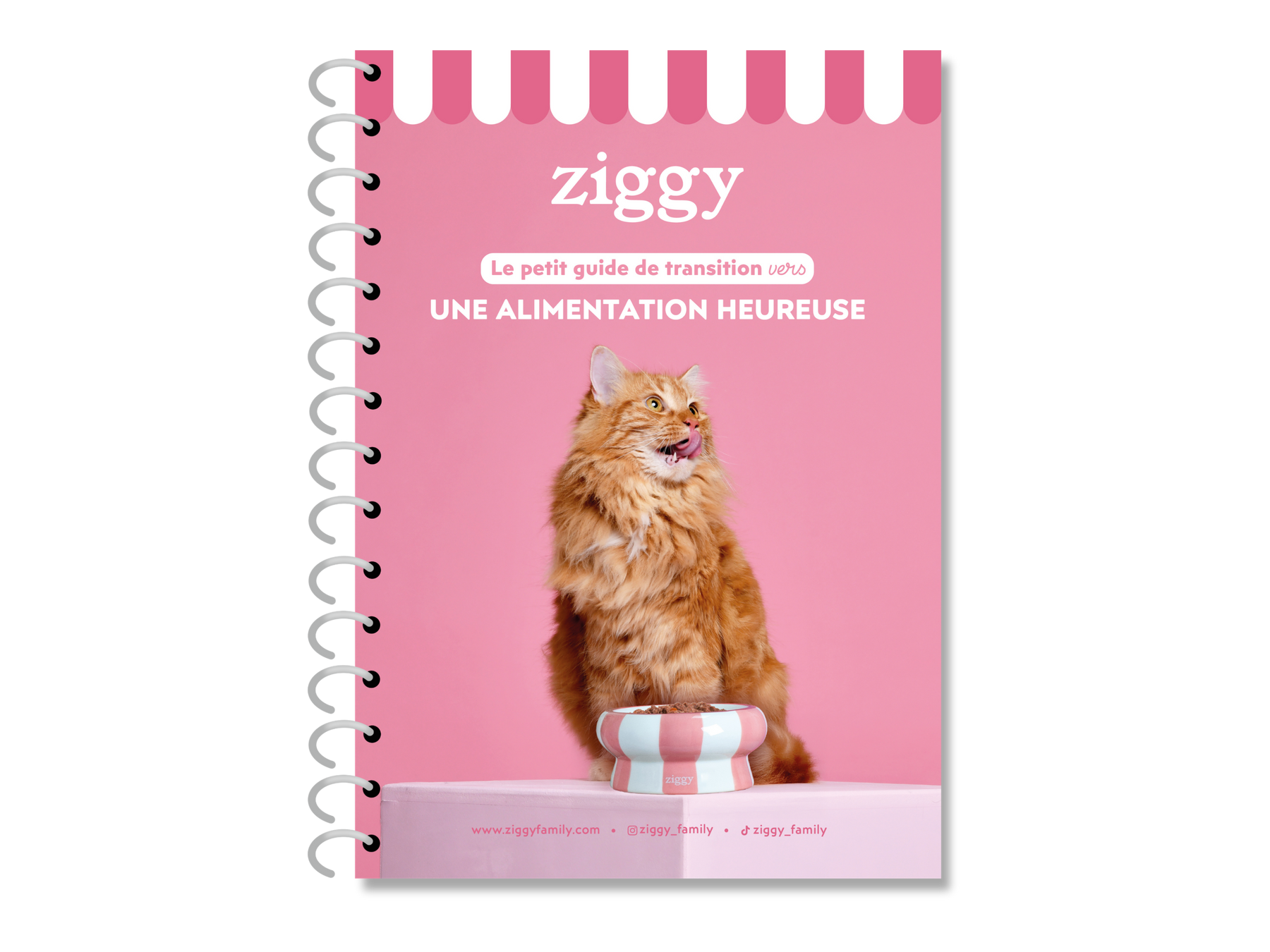 Guide sur la transition alimentaire chez le chat 