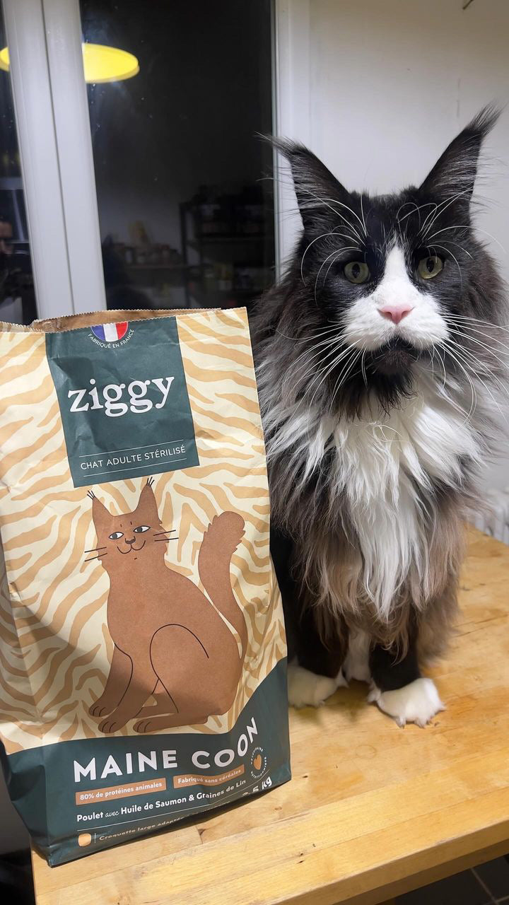 Un chat Maine Coon avec des croquettes Maine Coon Ziggy