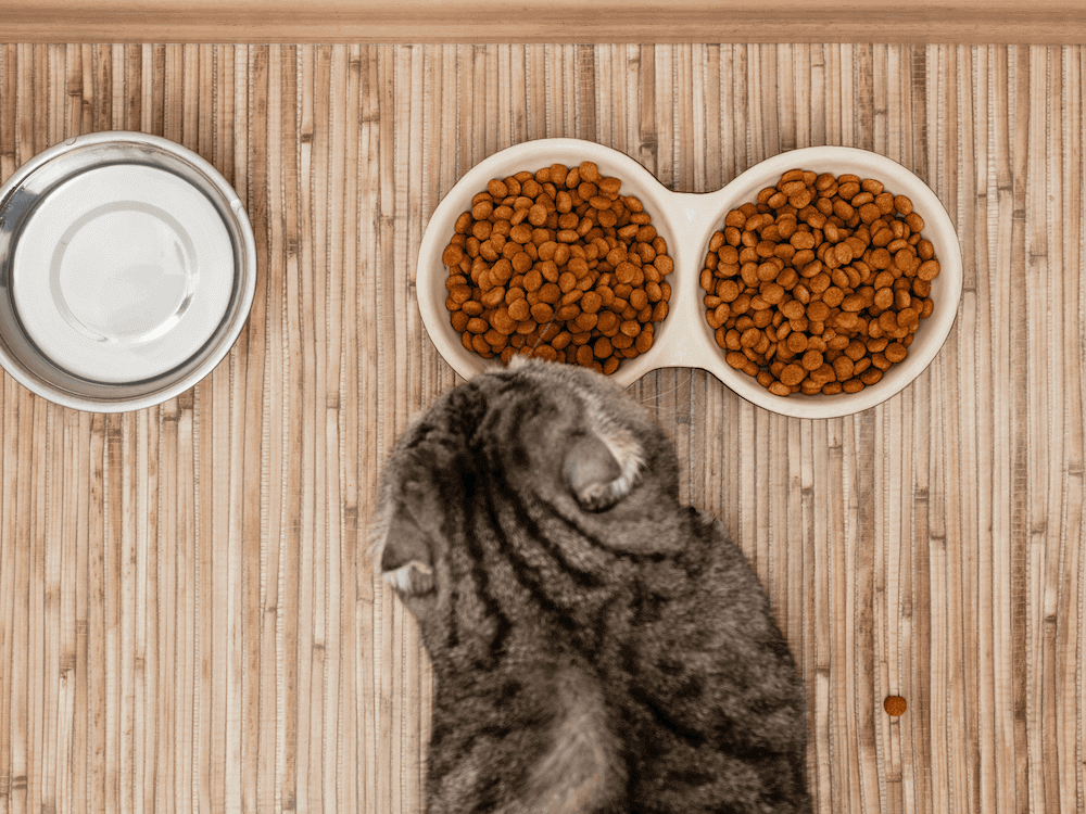 Chat qui mange des croquettes dans une gamelle 