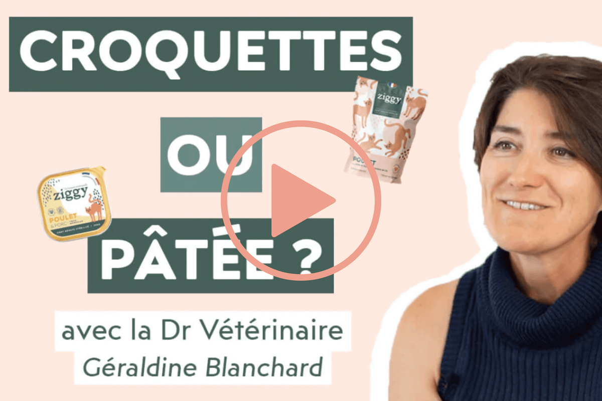vidéo croquettes ou pâtées pour son chat Géraldine Blanchar, Dr Vétérinaire, experte en nutrition féline