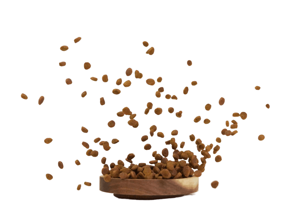 Gamelle de croquettes qui volent dans tous le sens