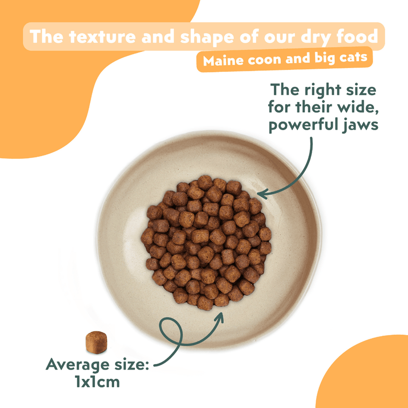 Ziggy cereal-free chicken kibbles served in a bowl for Maine Coon cats