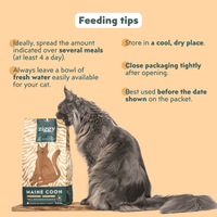 Maine Coon cat with Ziggy cereal-free chicken kibbles, a natural dry food for Maine Coon cats
