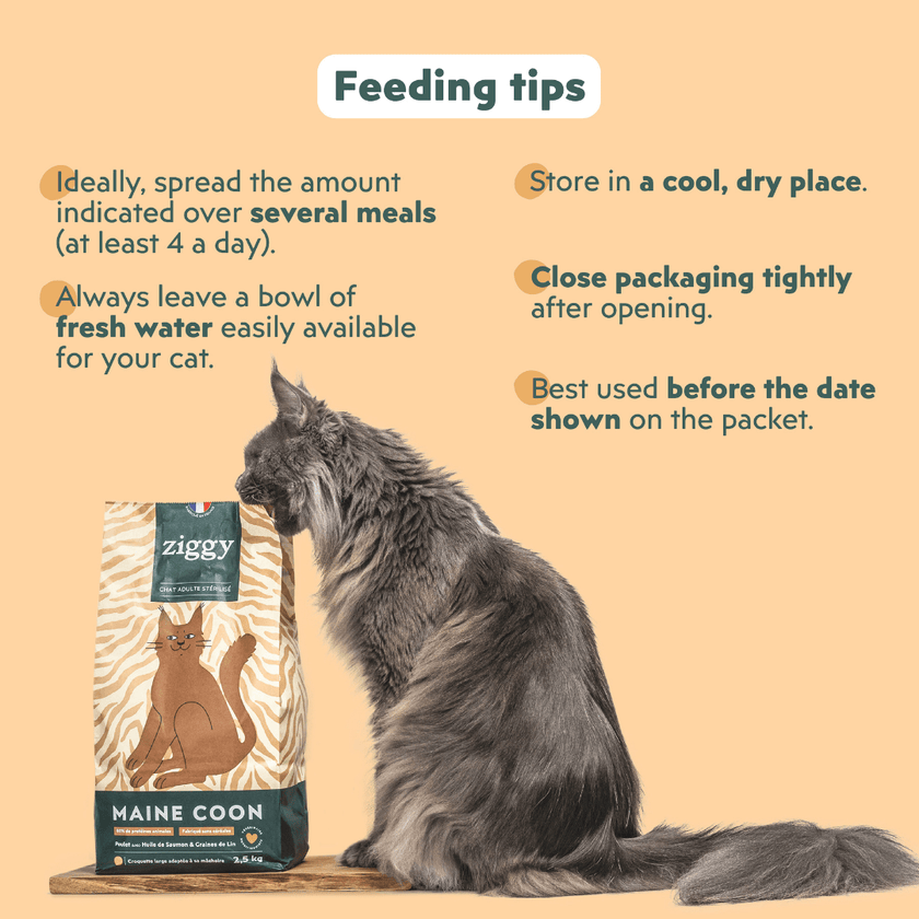Maine Coon cat with Ziggy cereal-free chicken kibbles, a natural dry food for Maine Coon cats
