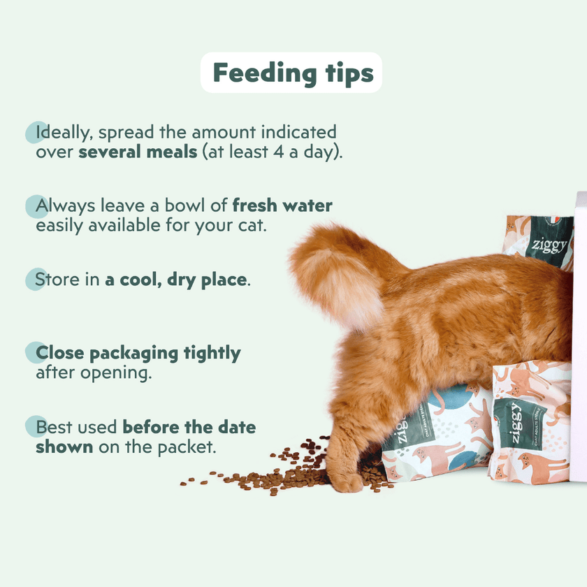 Cat eating Ziggy Sterilized Salmon Dry Cat Food – grain-free kibble