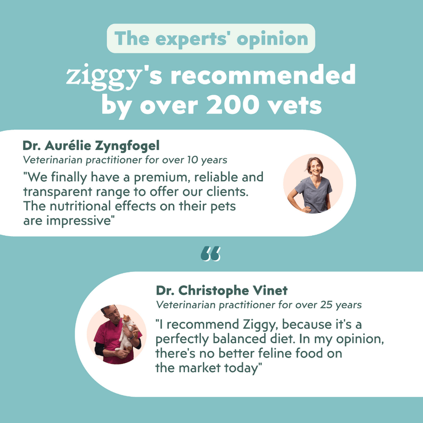 Veterinarian-approved Ziggy Sterilized Salmon Dry Cat Food – grain-free kibble