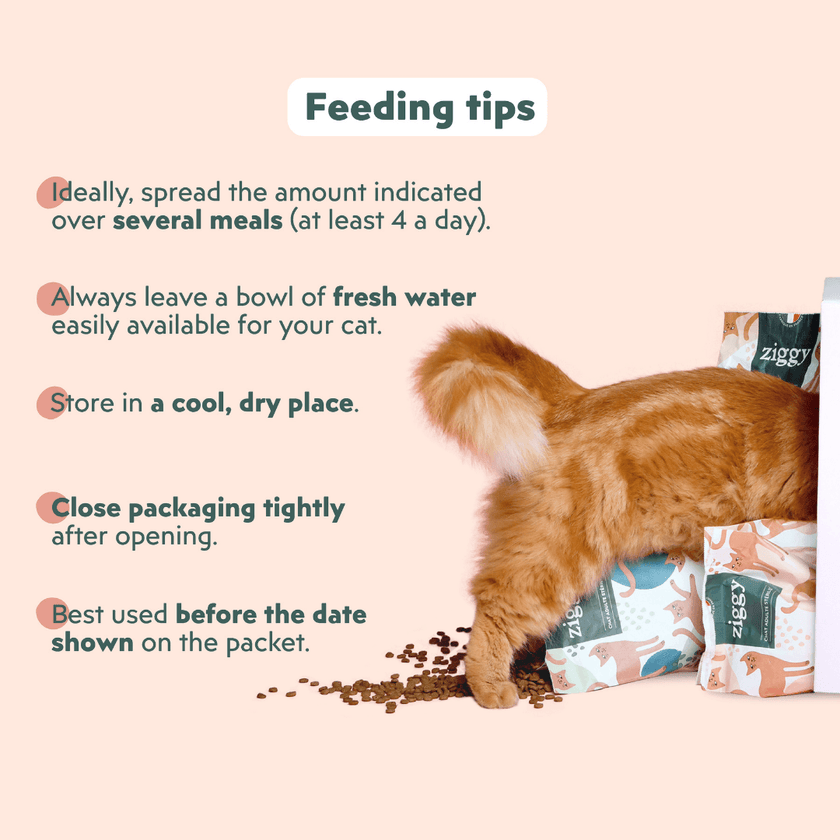 Cat eating Ziggy Sterilized Chicken Dry Cat Food – grain-free kibble
