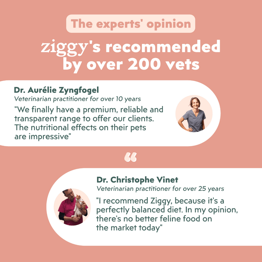 Veterinarian-approved Ziggy Sterilized Chicken Dry Cat Food – grain-free kibble