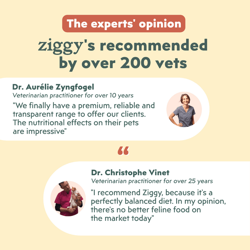Key benefits of Ziggy cereal-free chicken kibbles for kittens