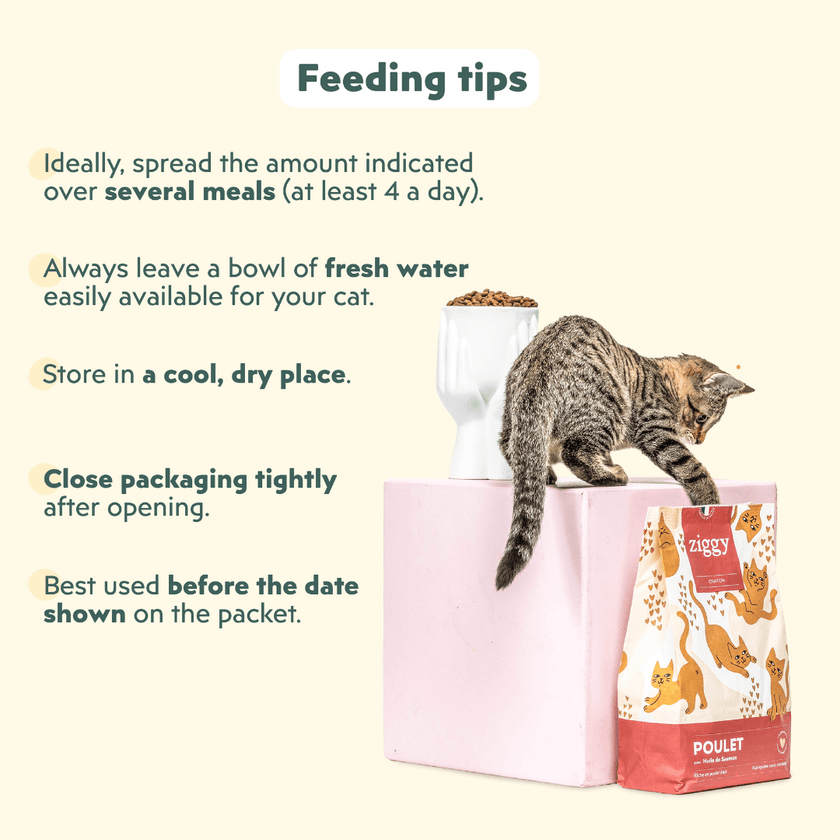 Kitten with Ziggy cereal-free chicken kibbles, a natural dry food for kittens