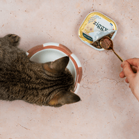 Main qui sert de la pâtée pour chat adulte stérilisé Ziggy à un chat avec la cuillère à pâtée Ziggy
