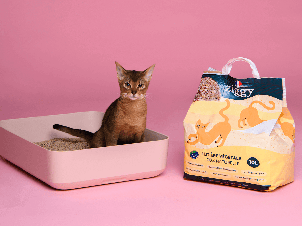 Un chat qui fait ses besoins dans une litière