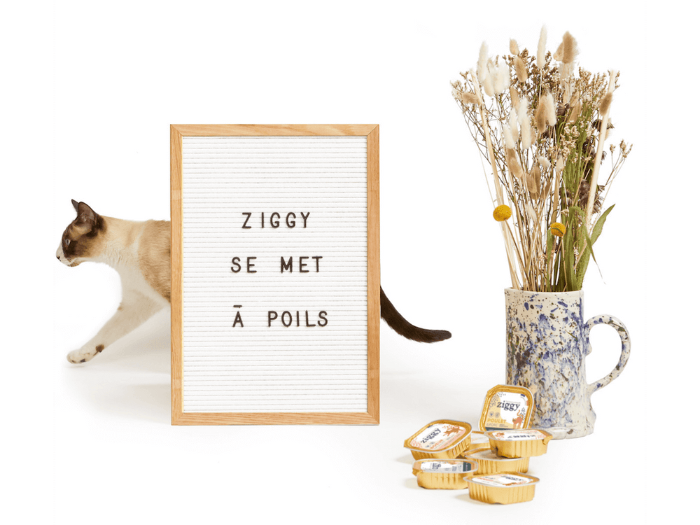 Chat qui marche à côté de pâtées saines et sans amidon