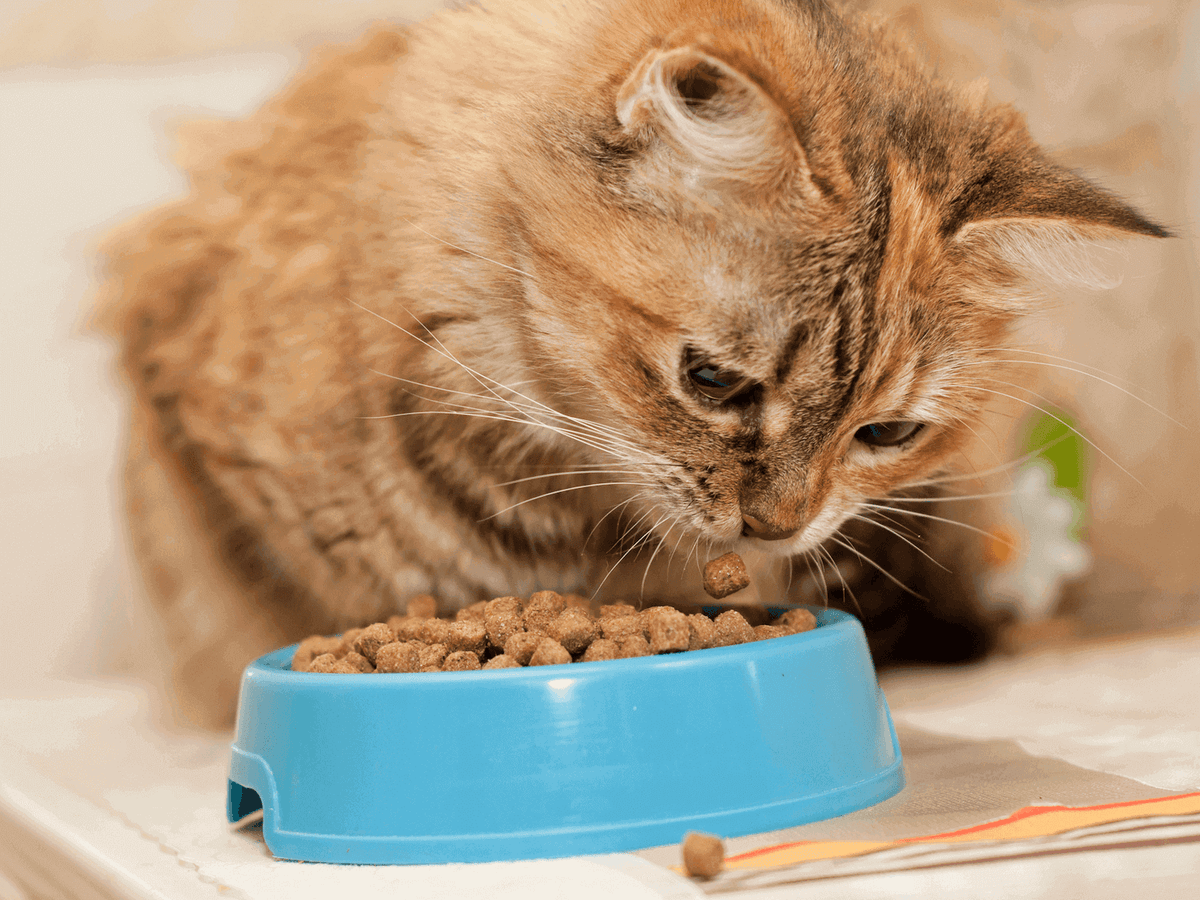 Chat devant une gamelle de croquettes