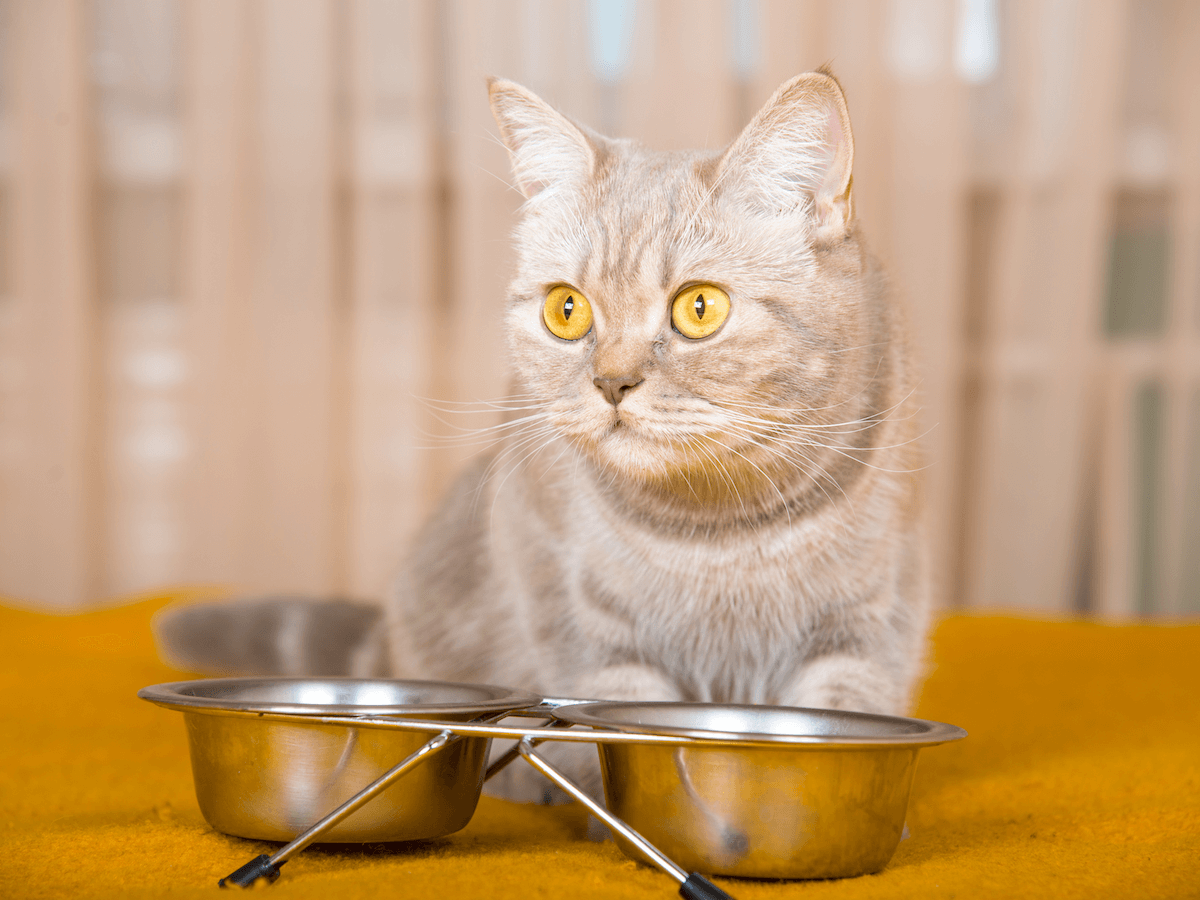 Chat qui doit maigrir devant sa gamelle