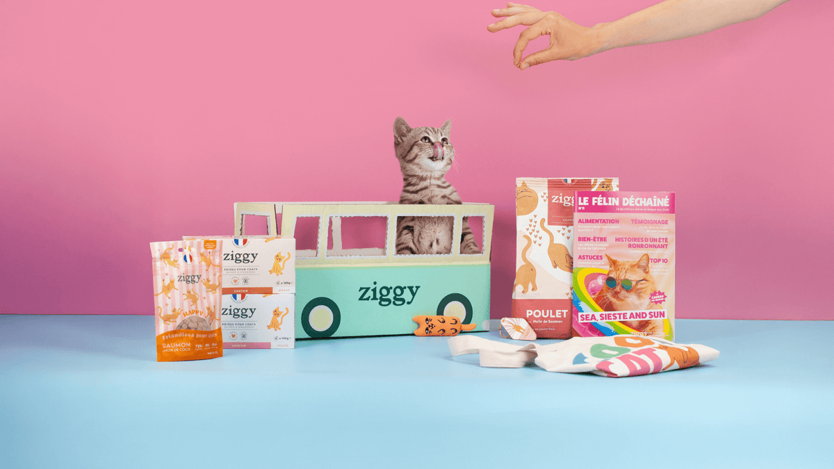 Croquettes et pâtées pour chaton