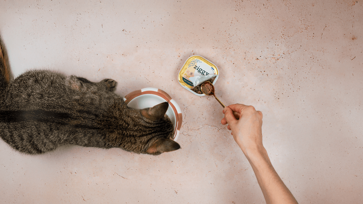 Pâtées pour chat