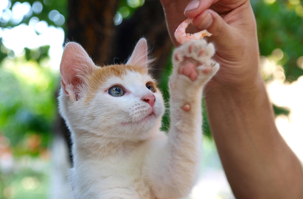 Chat levant la patte pour manger une queue de crevette en guise de friandise 