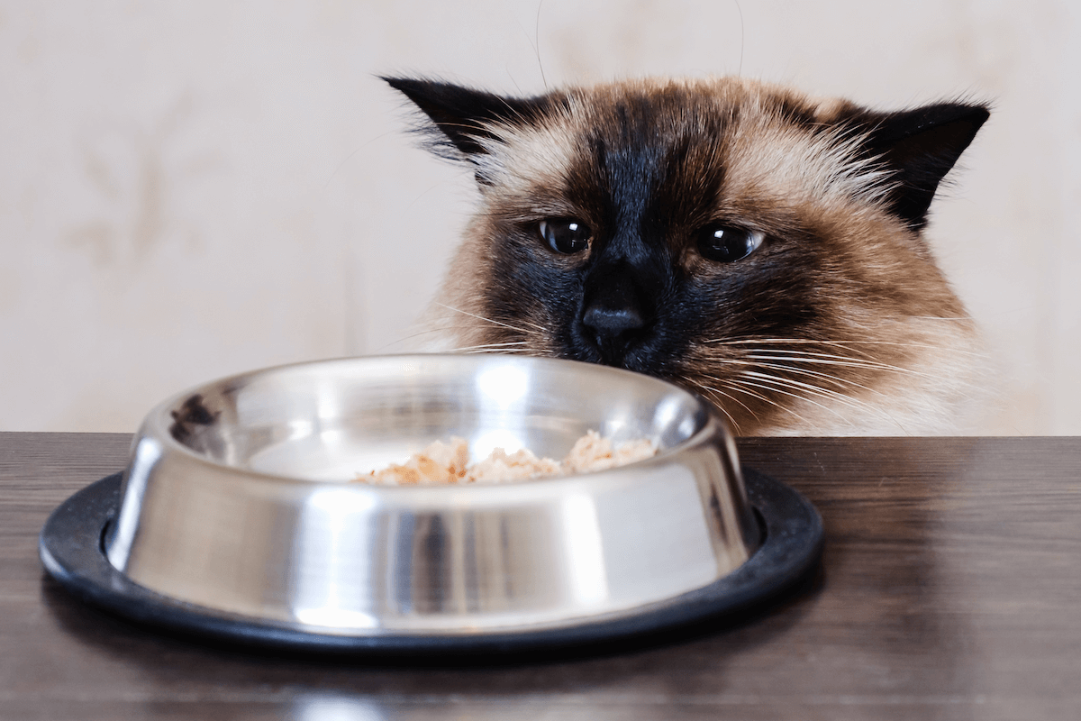 Chat devant une gamelle de poisson blanc 
