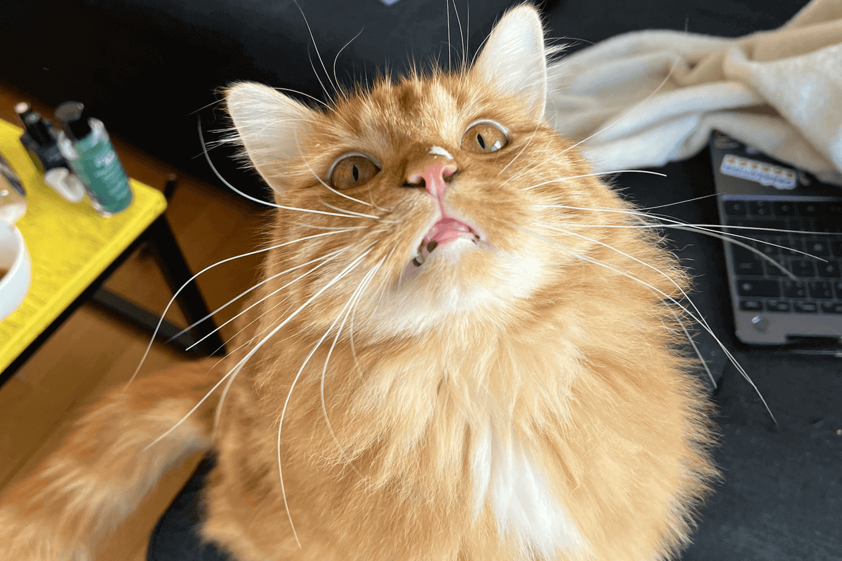 Chat qui a du yaourt sur le nez 
