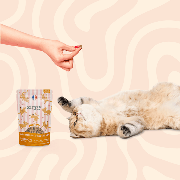 Chat adulte stérilisé qui joue avec les Friandises pour chat Ziggy saines, sans amidon et ultra gourmandes