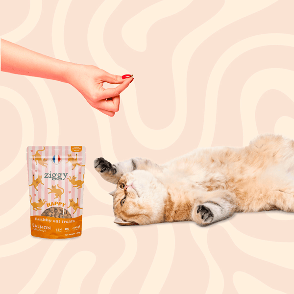 Chat adulte stérilisé qui joue avec les Friandises pour chat Ziggy saines, sans amidon et ultra gourmandes