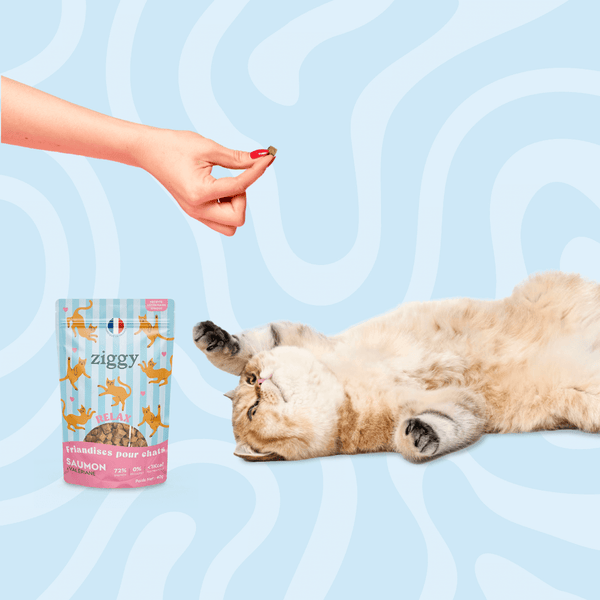Chat adulte stérilisé qui joue avec les Friandises pour chat Ziggy saines, sans amidon et ultra gourmandes