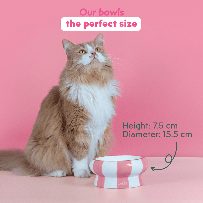 Close-up of the Ziggy cat food bowl material – feeding bowl for cats