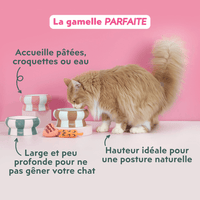 Chat adulte stérilisé roux à côté des gamelles pour chat Ziggy