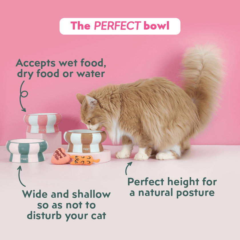 Cat eating from a Ziggy cat food bowl – feeding bowl for cats