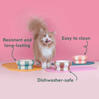 Ziggy cat food bowl available in multiple colors – feeding bowl for cats