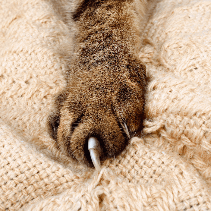 Patte de chat avec des griffes