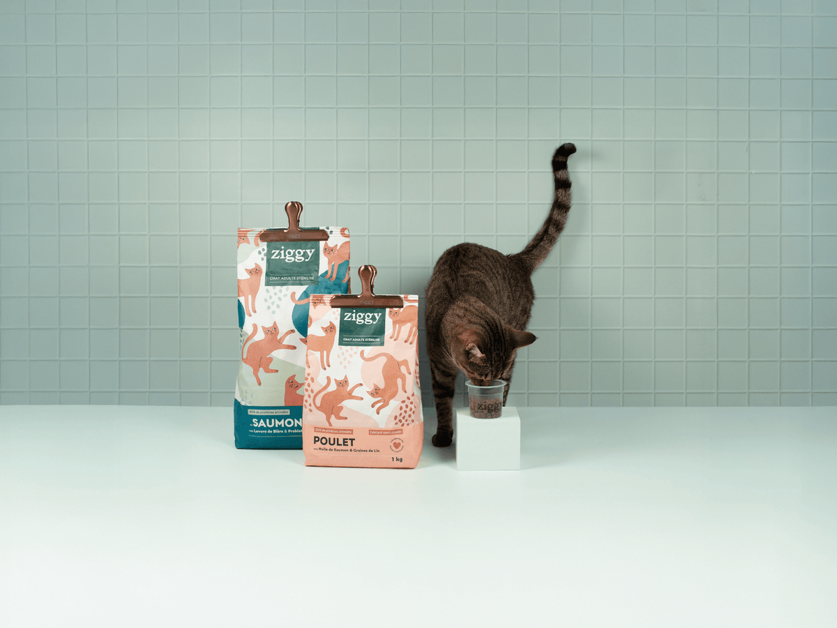 Chat adulte stérilisé tigré à côté des croquettes pour chat adulte stérilisé Ziggy au Saumon et au Poulet