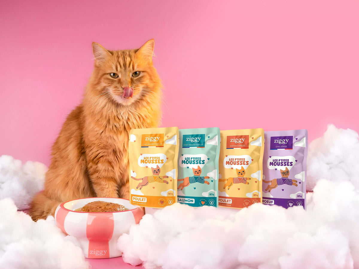 Lancement des mousses Ziggy pour chat : quatre sachets alignés à côté d’un chat roux