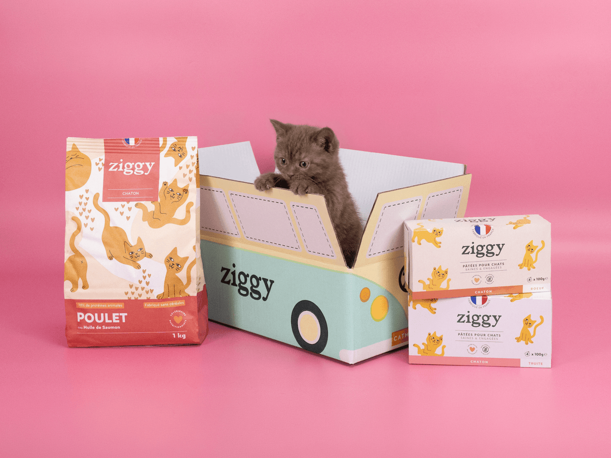 Chaton à côté des croquettes et pâtées pour chaton Ziggy