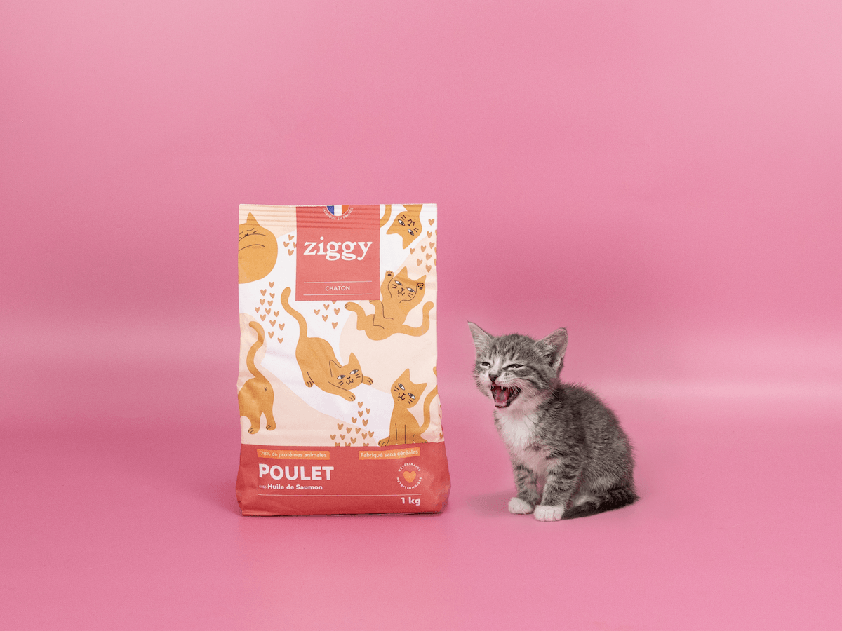 Chaton gris à côté des croquettes et pâtées Ziggy