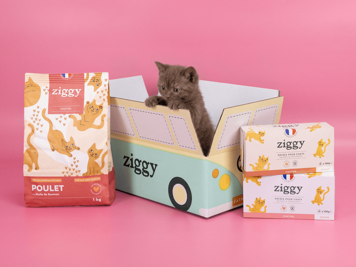 Chaton gris à côté des croquettes et pâtées Ziggy