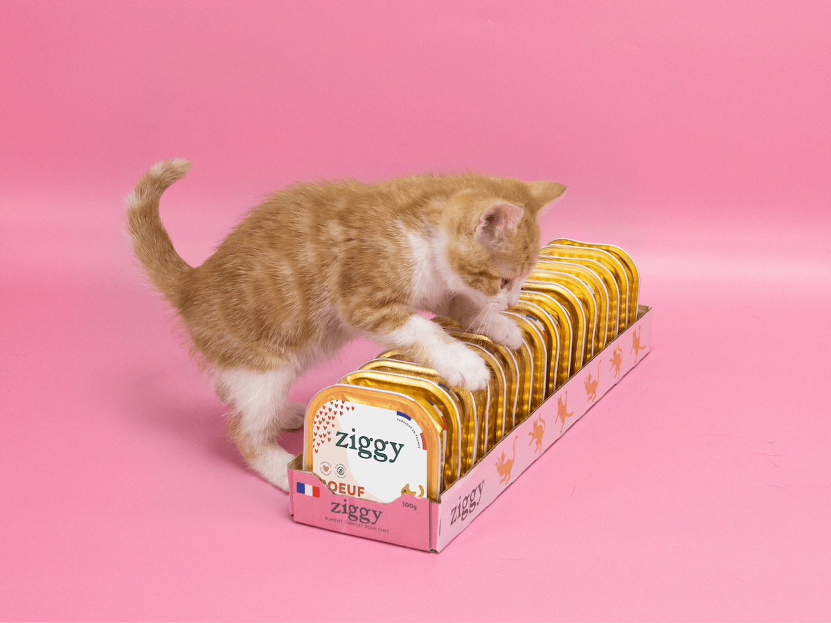Chaton roux à côté des pâtées pour chaton Ziggy