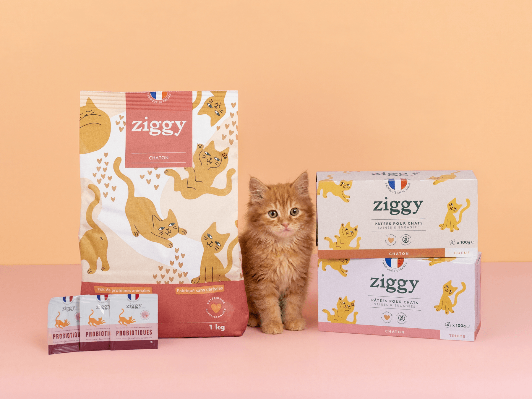 Chaton roux à côté des croquettes et pâtées Ziggy