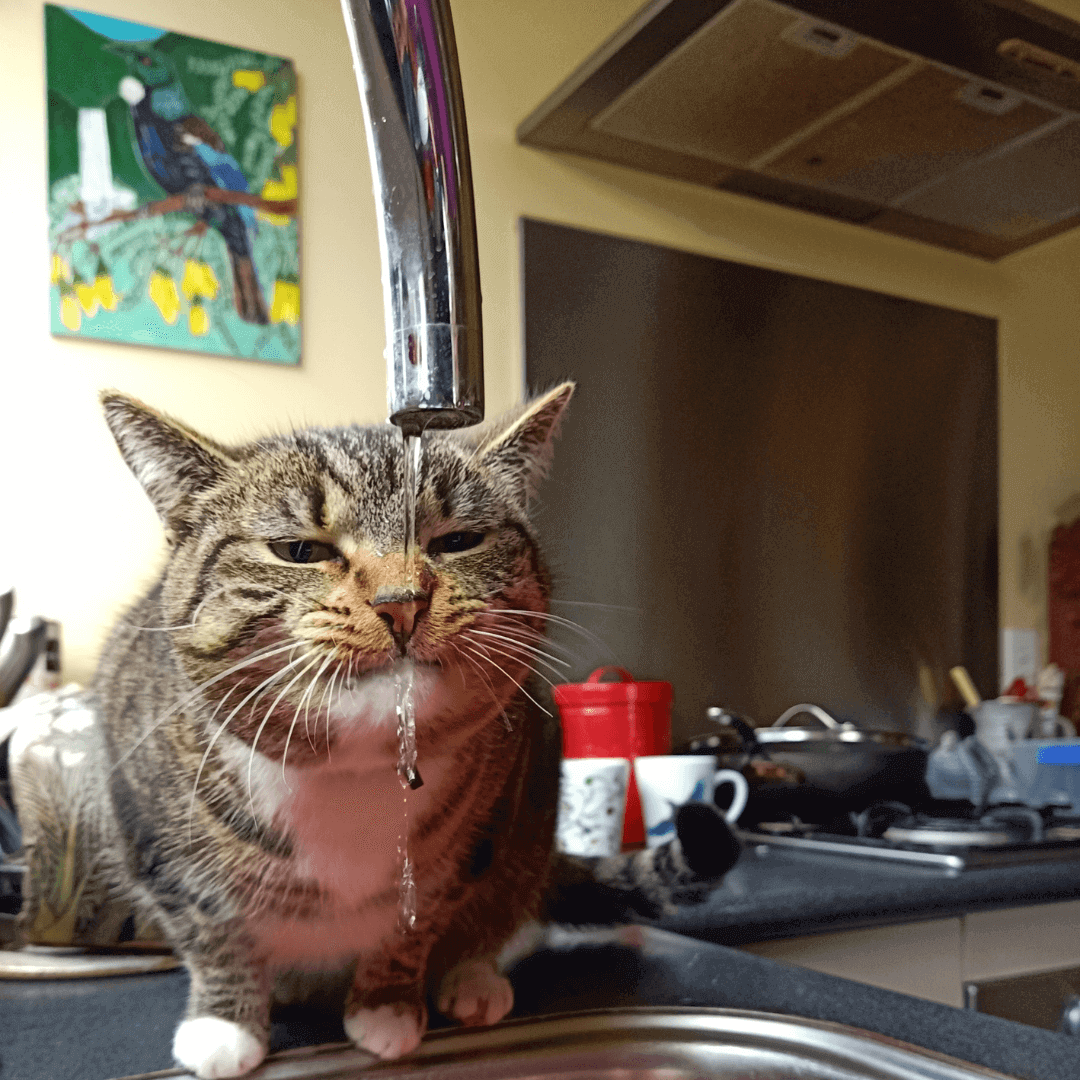 chat qui boit au robinet