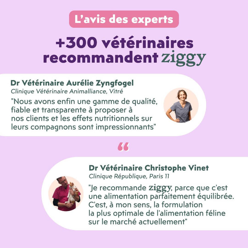 Avis des experts : plus de 300 vétérinaires recommandent Ziggy, avec les témoignages de deux vétérinaires