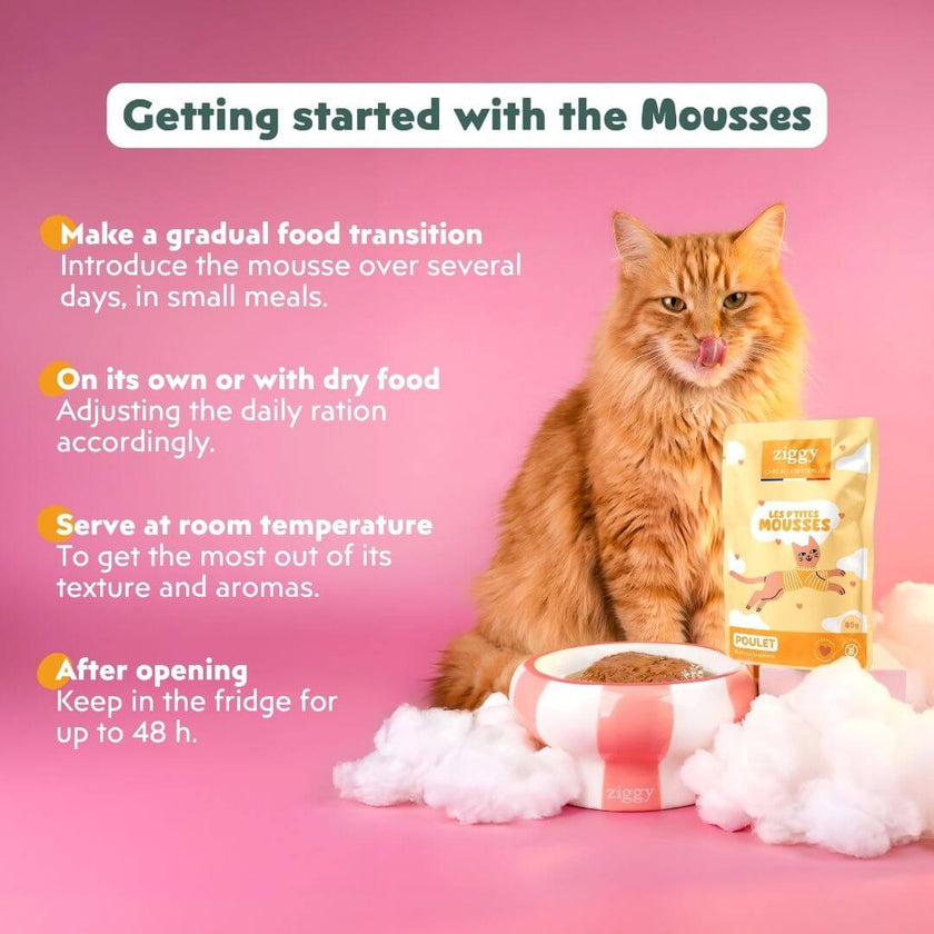 How to serve Ziggy mousse for sterilised cats with chicken: food transition, with dry food, 48 h in the fridge